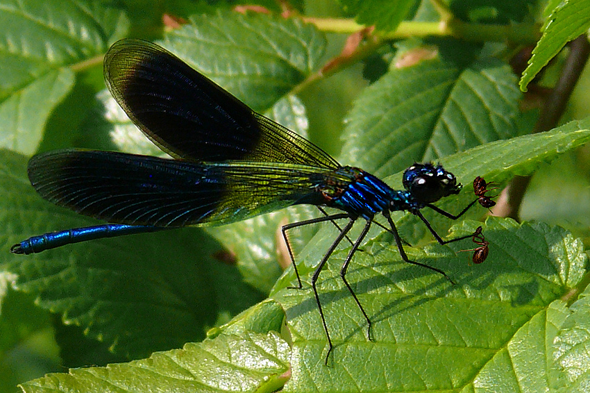 Die Enegoleg Raub-Libelle