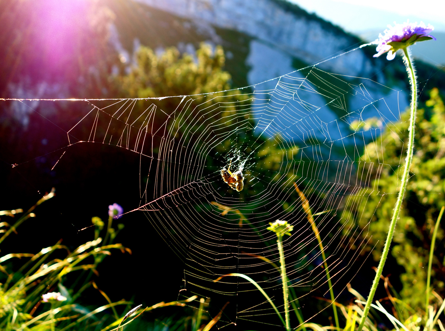 Die Energie der Spinne - sichtbar im Spinnennetz