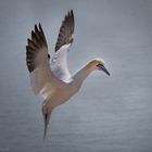 Die Engel von Helgoland