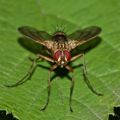 Die Engerling-Raupenfliege (Dexiosoma caninum)