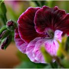 Die Englische Geranie  (Pelargonium grandiflorum)