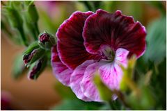 Die Englische Geranie  (Pelargonium grandiflorum)