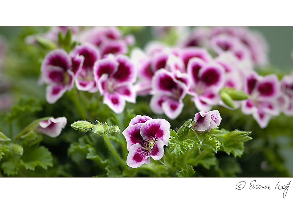 Die englische Pelargonie.