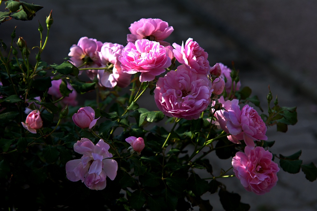 Die englische Rose Maid Marion Foto & Bild | natur, pflanzen, rosen