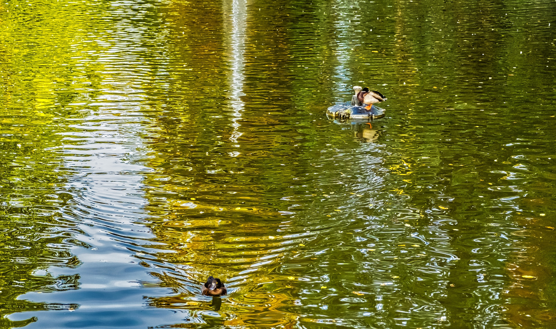 Die Entchen auf dem Teich