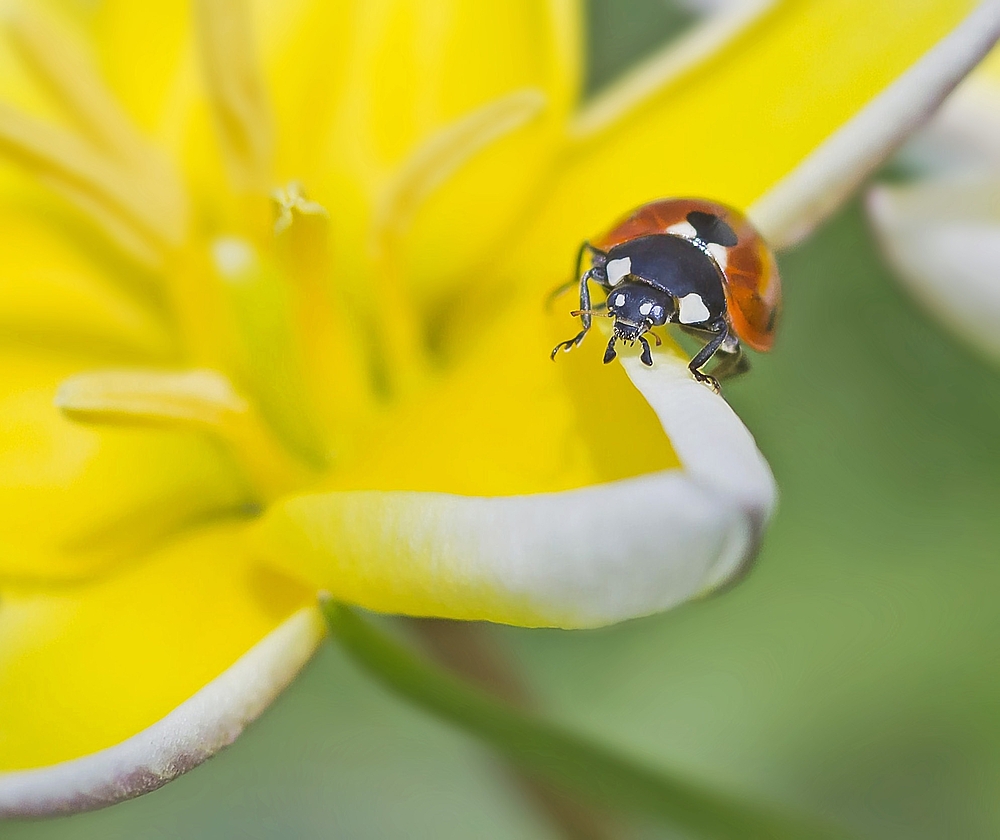 Die Entdeckung von Eldorado Foto & Bild | tiere, wildlife, insekten ...
