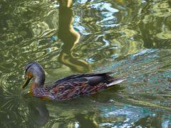 Die Ente