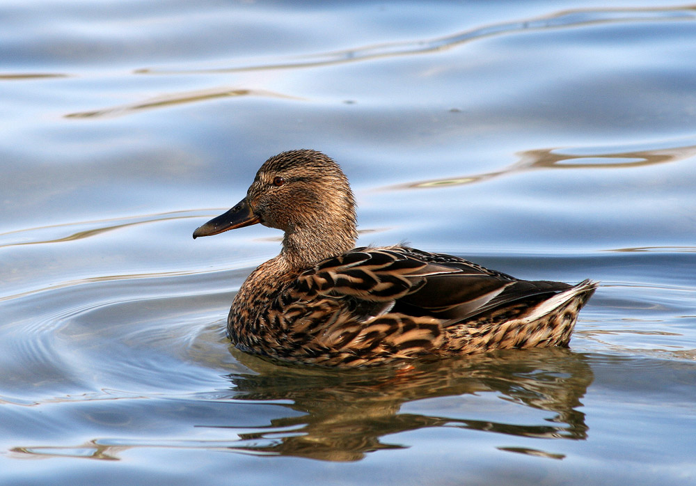 Die Ente