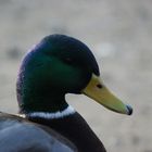 Die Ente