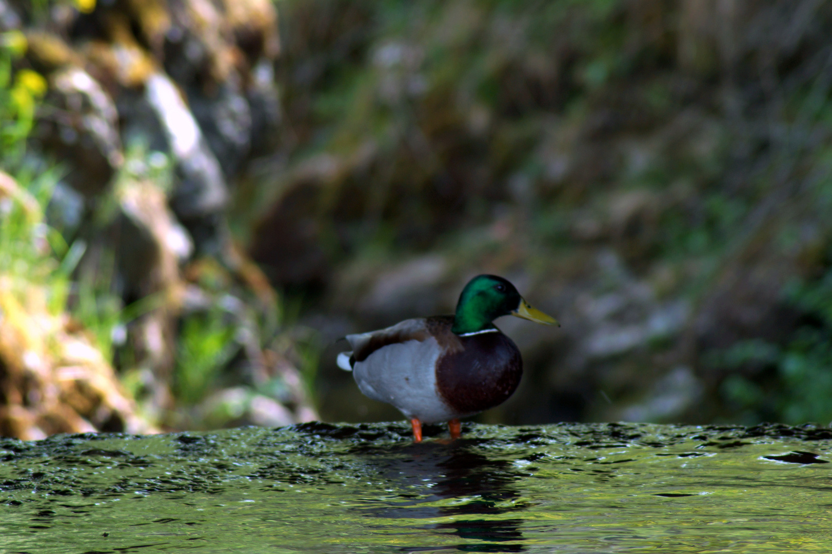 Die Ente am Abgrund/Wasserfall