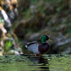 Die Ente am Abgrund/Wasserfall