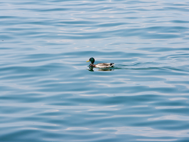 Die Ente am Bodensee