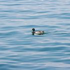 Die Ente am Bodensee