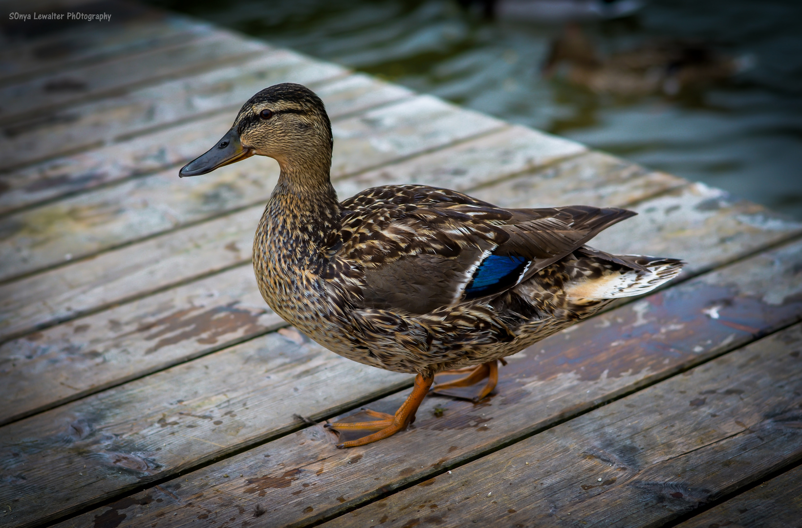 Die Ente am Königssee