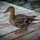 Die Ente am Königssee