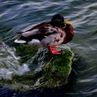 Die Ente am See