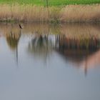 die Ente am See