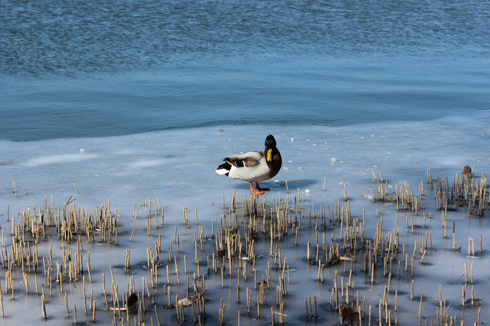 Die Ente auf dem Eis