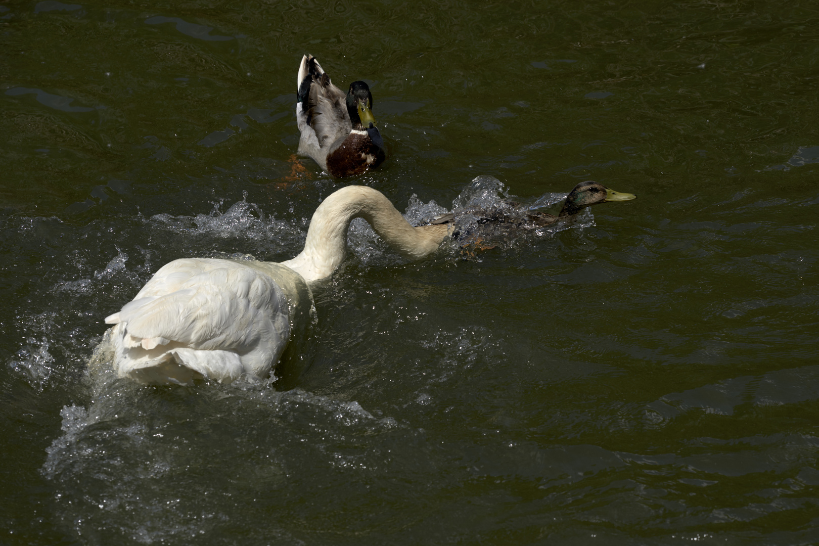 "Die Ente bleibt draußen!"