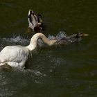 "Die Ente bleibt draußen!"