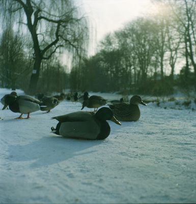 Die Ente bleibt draussen , Herr Dr. Klöbner