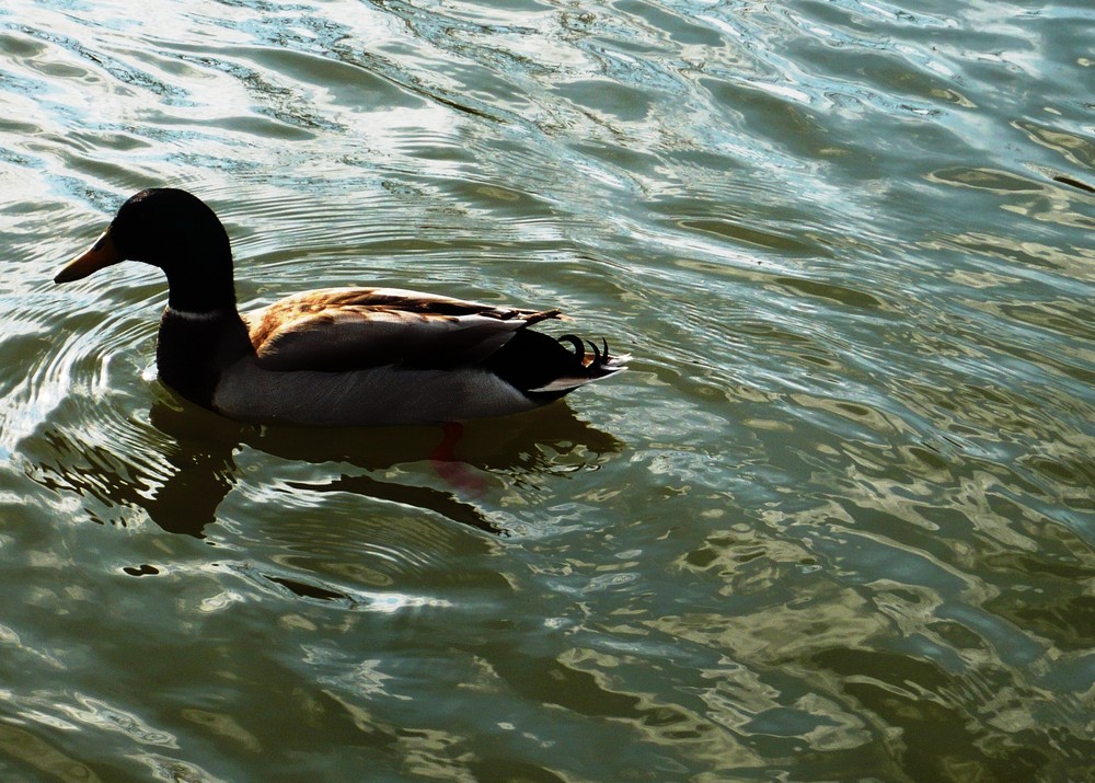 die Ente