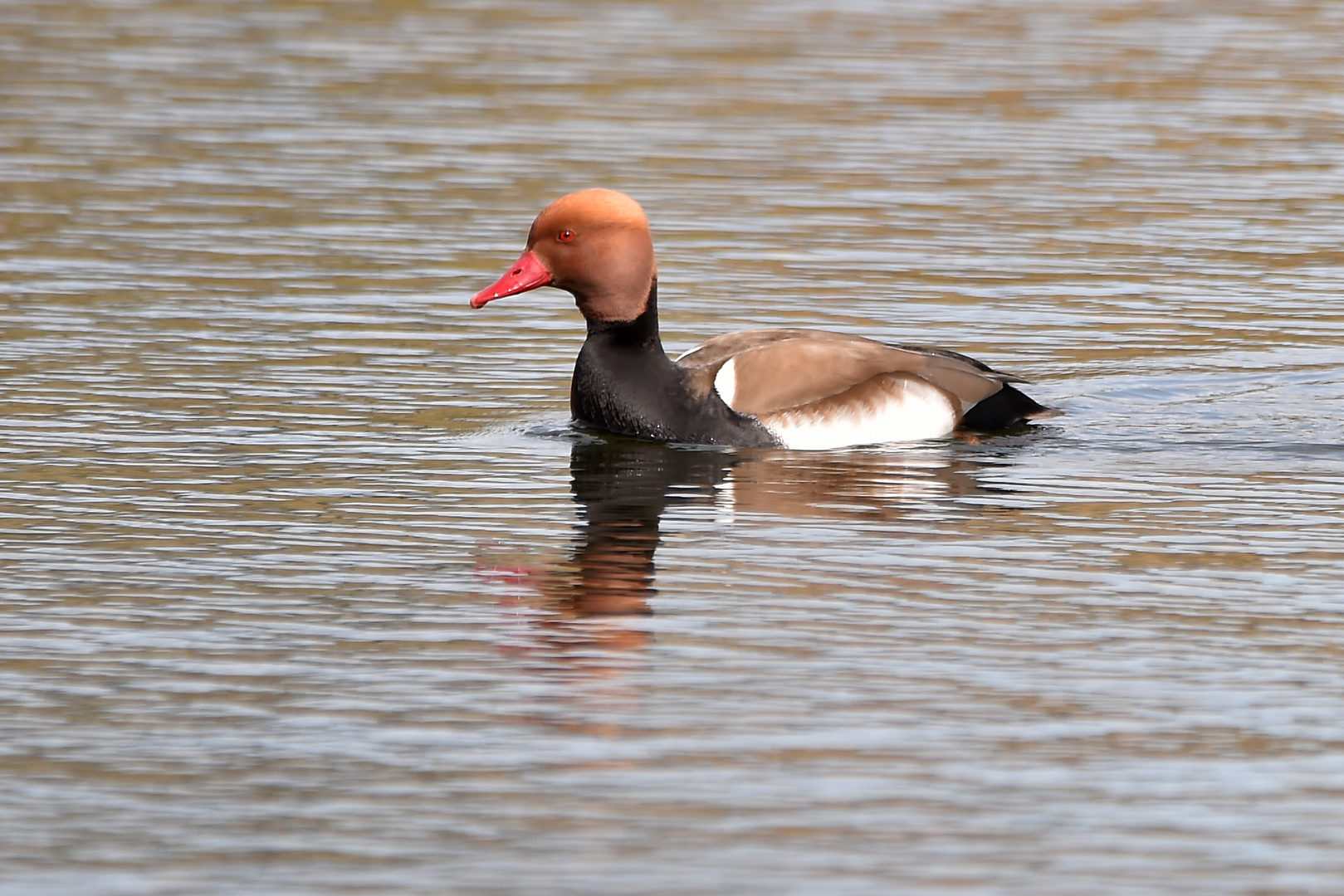 Die Ente des Kolbens