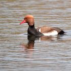 Die Ente des Kolbens