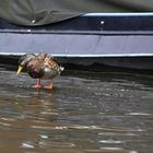 Die Ente die auf dem Wasser steht