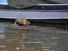 Die Ente die auf dem Wasser steht