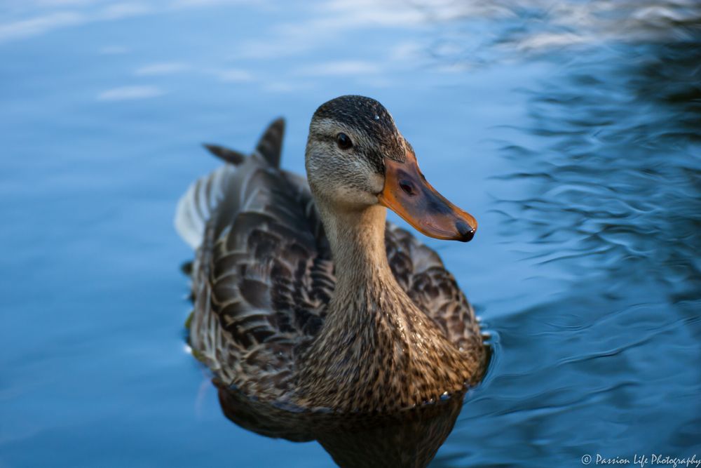 Die Ente die da schwamm...