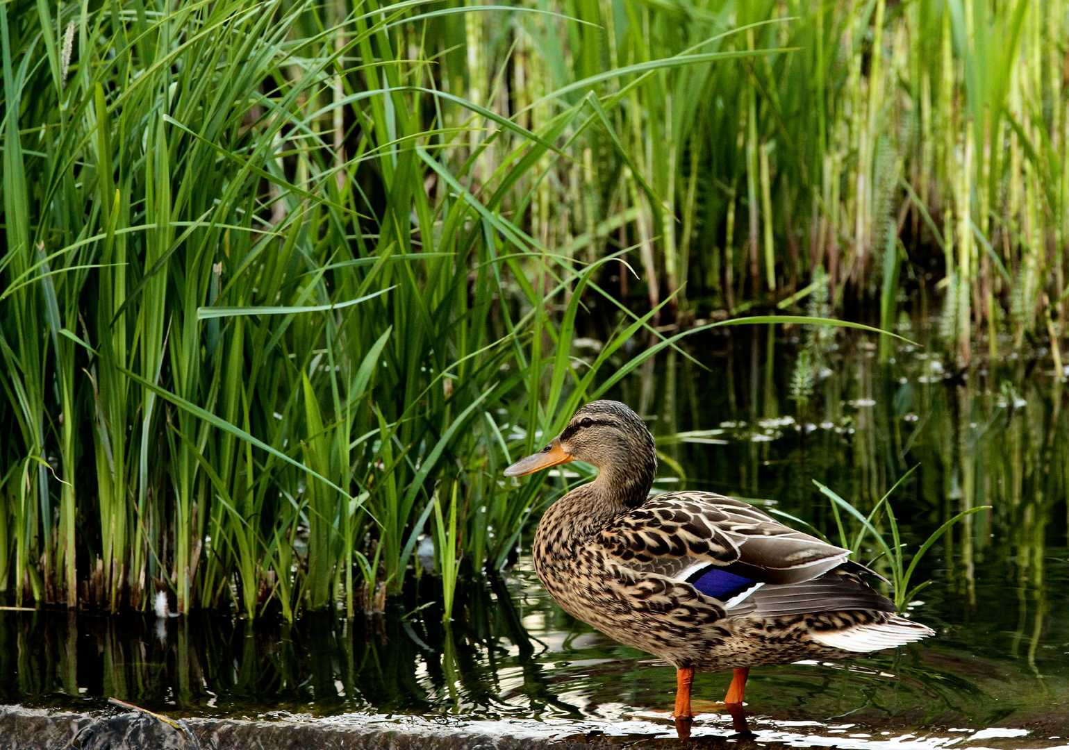 Die Ente die im Wasser steht.