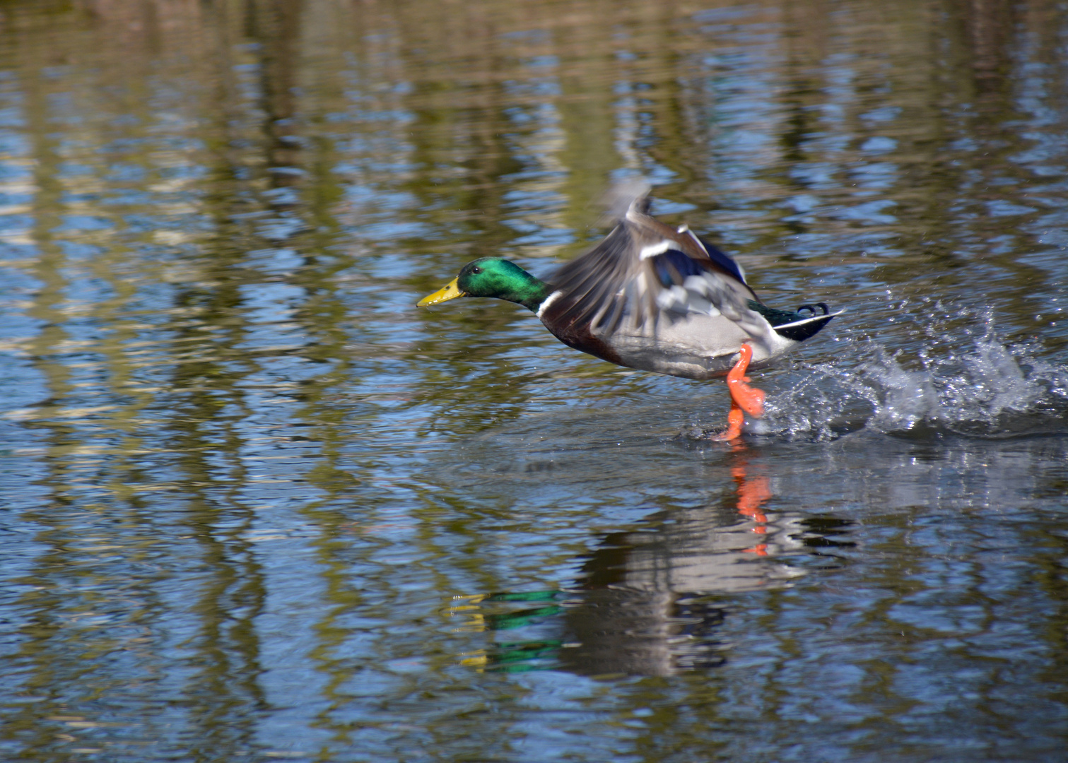 Die Ente  die über das Wasser läuft