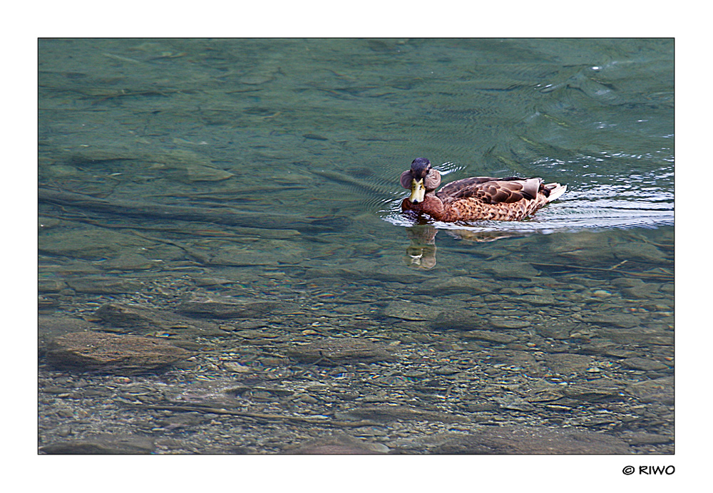 die Ente frisst zu viel.........