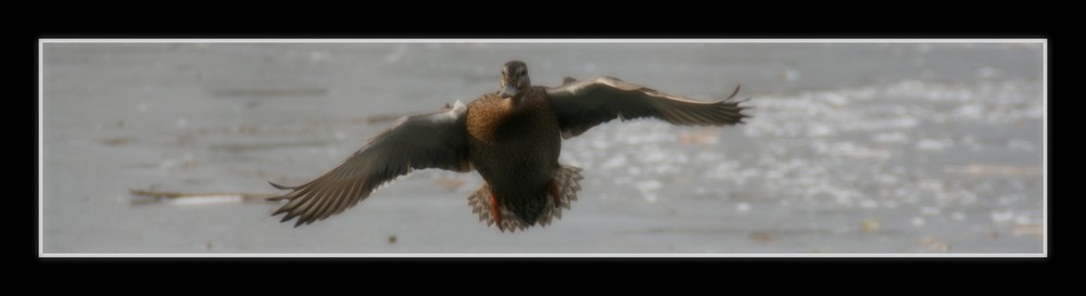 Die Ente im Landeanflug