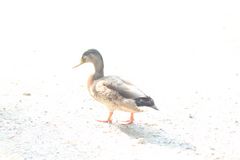 Die Ente im Licht