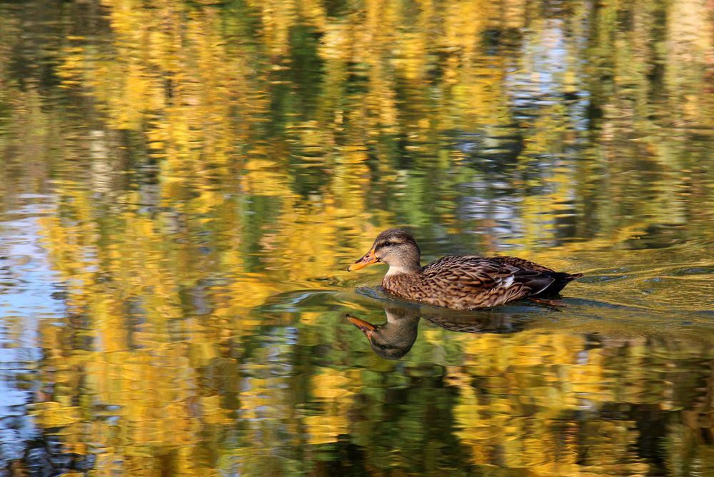 Die Ente im Neckar