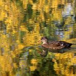 Die Ente im Neckar