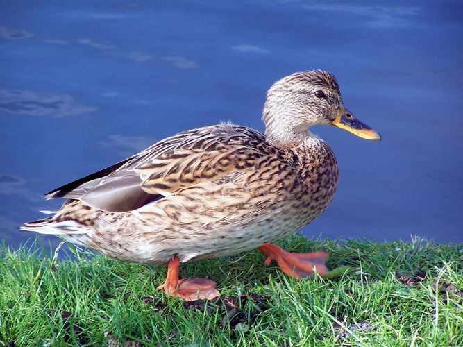 Die Ente im Profil