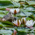 Die Ente im Seerosenteich