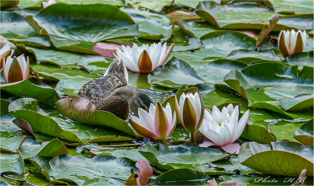 Die Ente im Seerosenteich