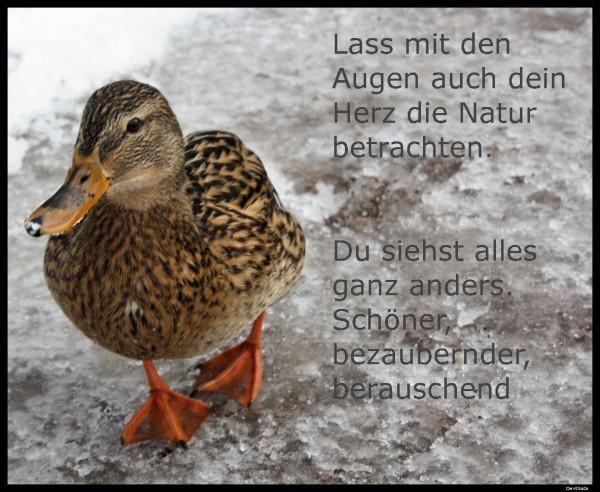 Die Ente im Winter