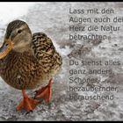 Die Ente im Winter