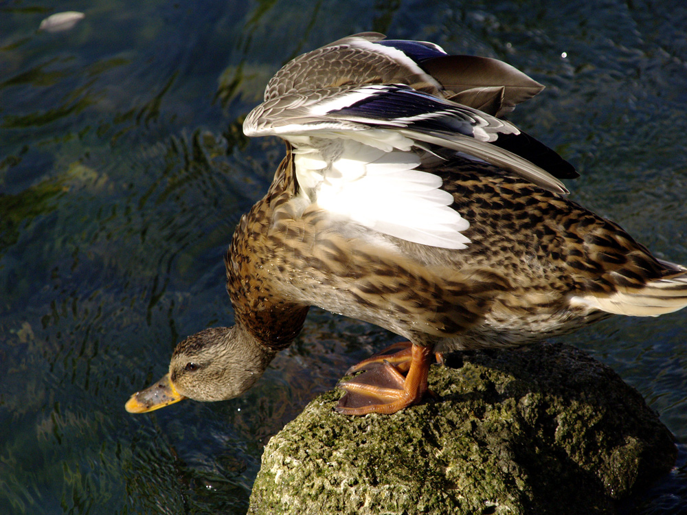 Die Ente ist gleich weg