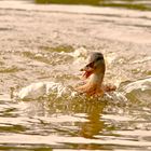 Die Ente macht quark-quark