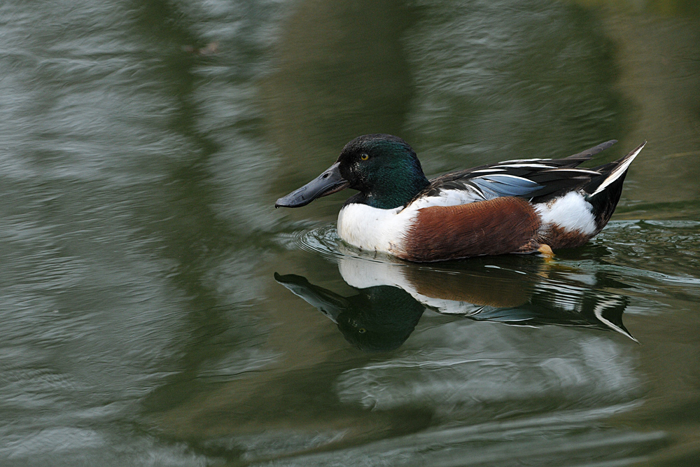 Die Ente mit dem Löffelschnabel 01