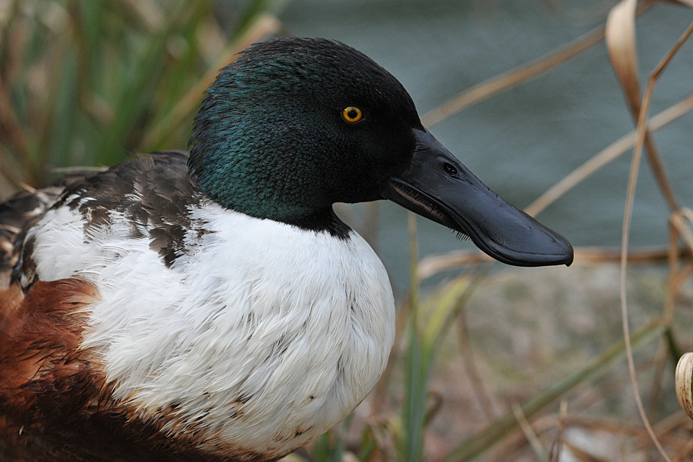 Die Ente mit dem Löffelschnabel 02