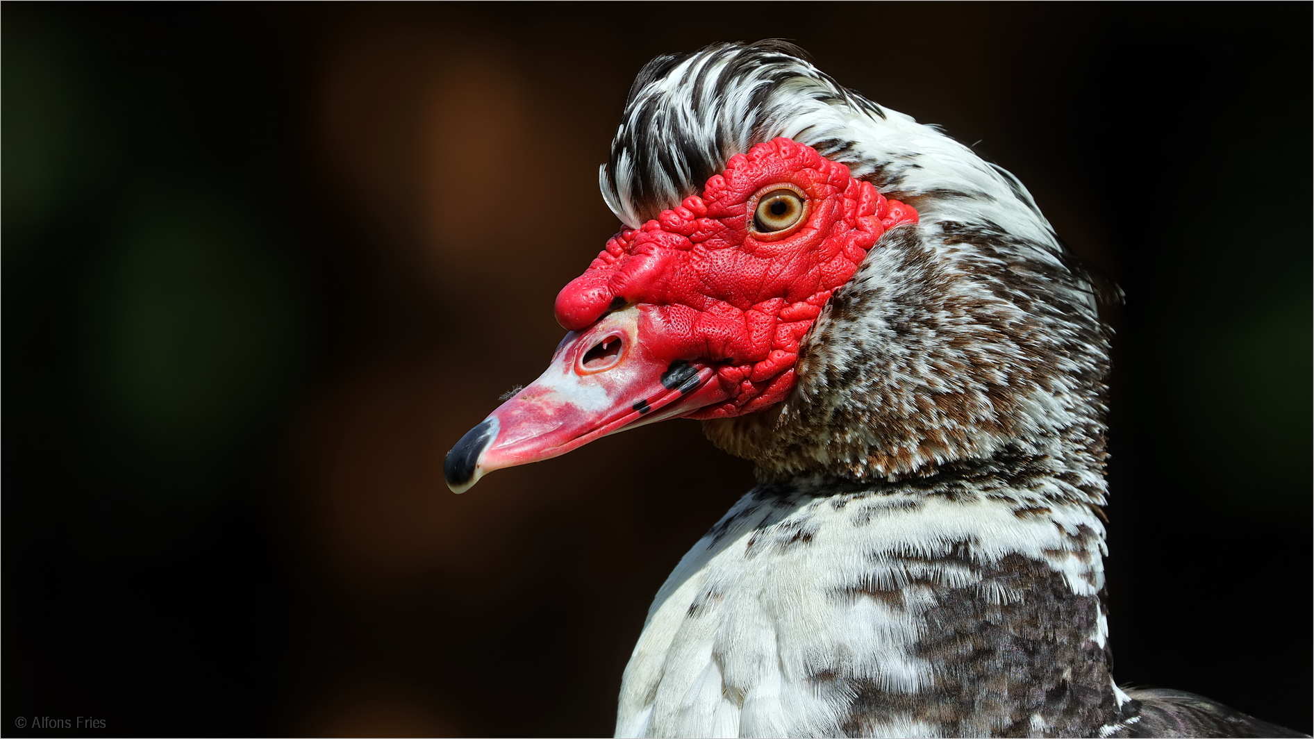 Die Ente mit der roten "Maske", ...