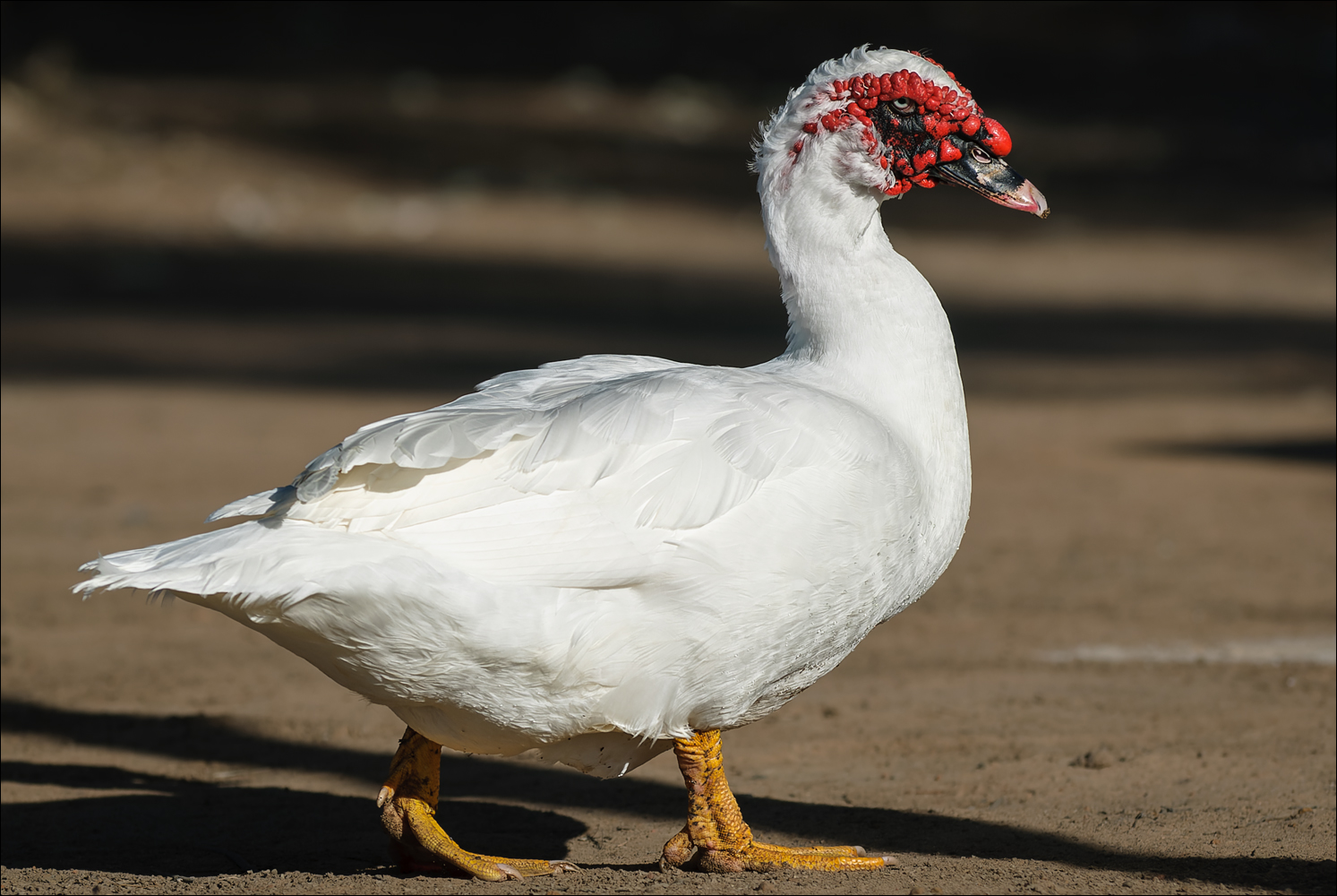 Die Ente mit Sonnenbrand