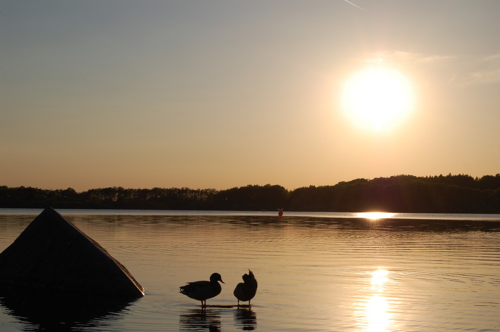 Die Ente und das spiegelnde Wasser